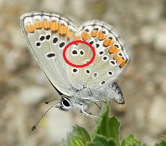 Licenidi: Polyommatus (Lysandra) coridon e Polyommatus sp.